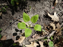 Smilax ecirrhata