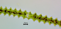 Triploceras gracile