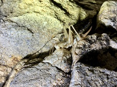 Petropedes santarosae