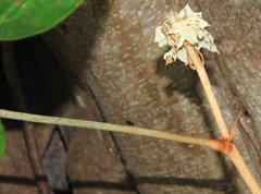 Pterospermum heterophyllum