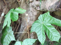 Pterospermum heterophyllum