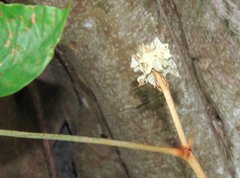 Pterospermum heterophyllum