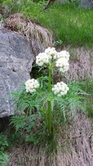 Molopospermum peloponnesiacum