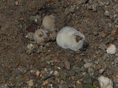 Sanguinoderma rugosum