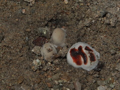 Sanguinoderma rugosum