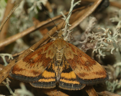 Pyrausta borealis
