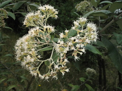 Ageratina asclepiadea