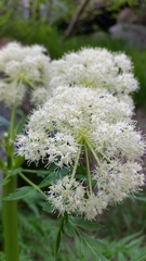 Molopospermum peloponnesiacum