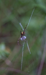 Argiope caledonia