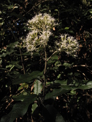 Ageratina asclepiadea