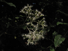 Ageratina asclepiadea