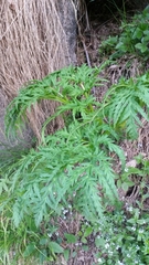Molopospermum peloponnesiacum
