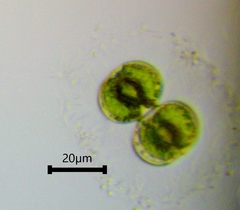 Cosmarium contractum