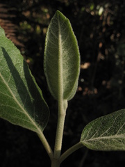 Ageratina asclepiadea
