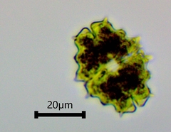 Euastrum divaricatum