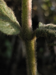 Ageratina asclepiadea