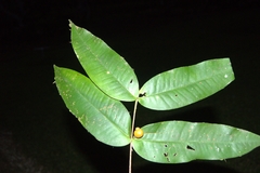 Mouriri osaensis