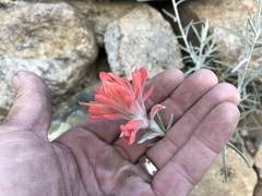 Castilleja lanata