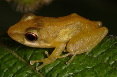 Pristimantis variabilis