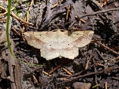 Euchlaena deplanaria