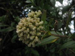 Baccharis prunifolia