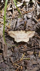Euchlaena deplanaria