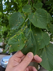 Eriophyes tiliae