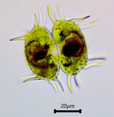 Xanthidium antilopaeum