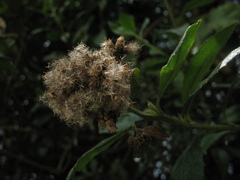 Baccharis prunifolia