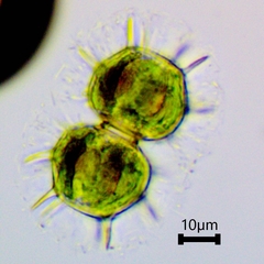 Xanthidium cristatum