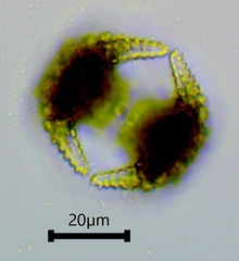 Staurastrum cerastes