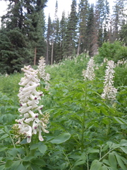 Corydalis caseana brandegeei