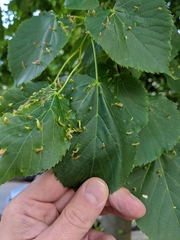 Eriophyes tiliae