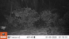 Spilogale angustifrons