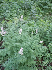 Corydalis caseana brandegeei