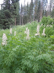 Corydalis caseana brandegeei