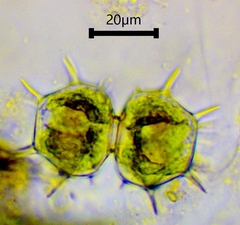 Xanthidium cristatum