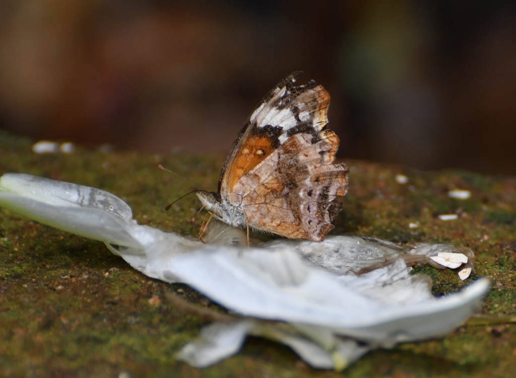 Montane Crescent