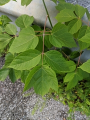 Acer negundo