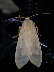 Halysidota tessellaris