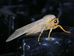 Halysidota tessellaris