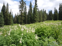 Corydalis caseana brandegeei