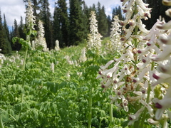Corydalis caseana brandegeei