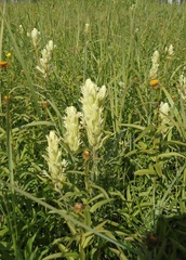 Castilleja pallida