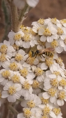 Philanthus crabroniformis