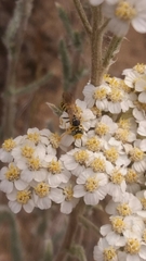 Philanthus crabroniformis