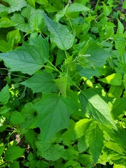 Chenopodiastrum hybridum