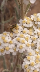 Philanthus crabroniformis