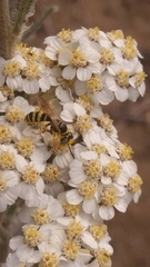 Philanthus crabroniformis