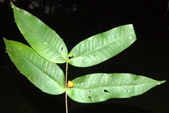 Mouriri osaensis